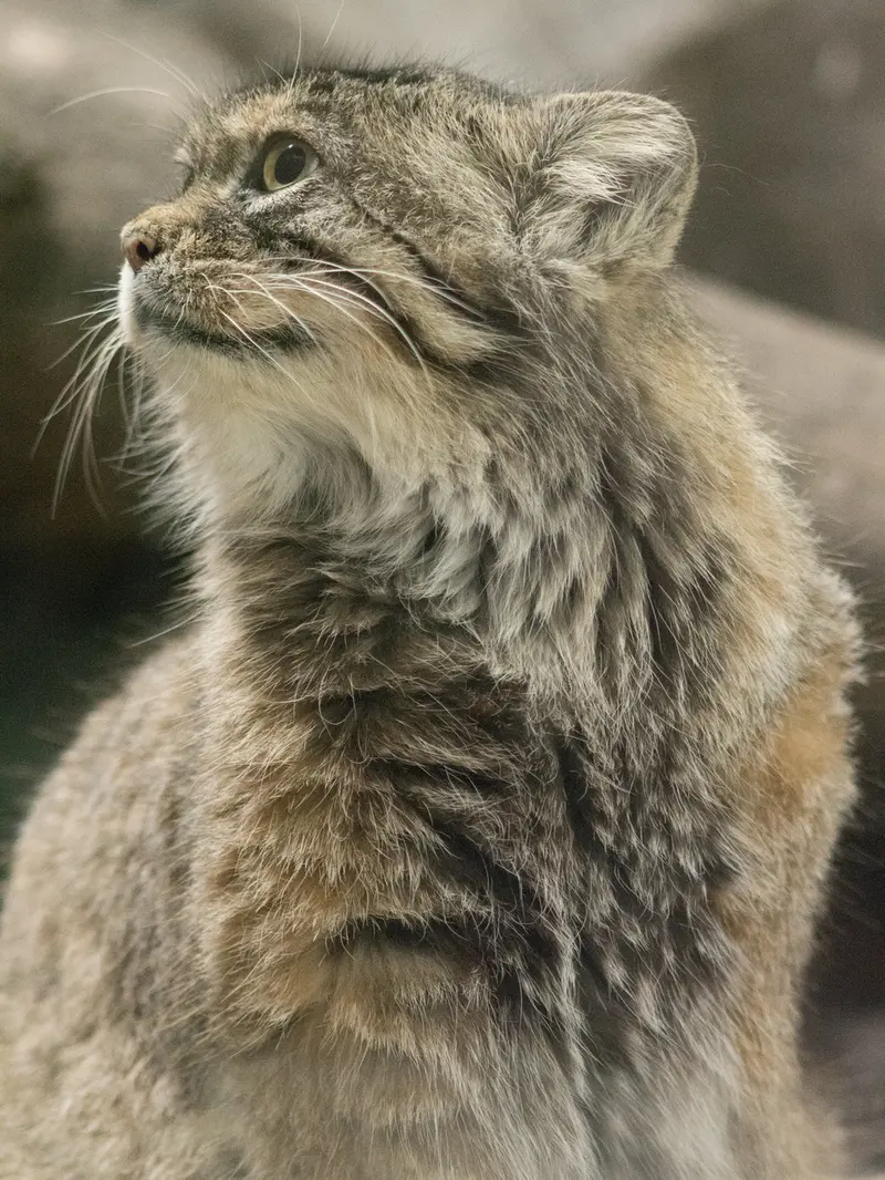 A photograph of Primula in Ueno Zoological Gardens