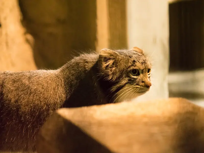 A photograph of Figa in Nogeyama Zoo