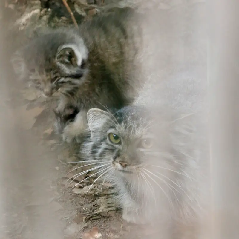 A photograph of Lucy and Kitten of Lucy b. 2026 Ⅰ in Budapest Zoo & Botanical Garden
