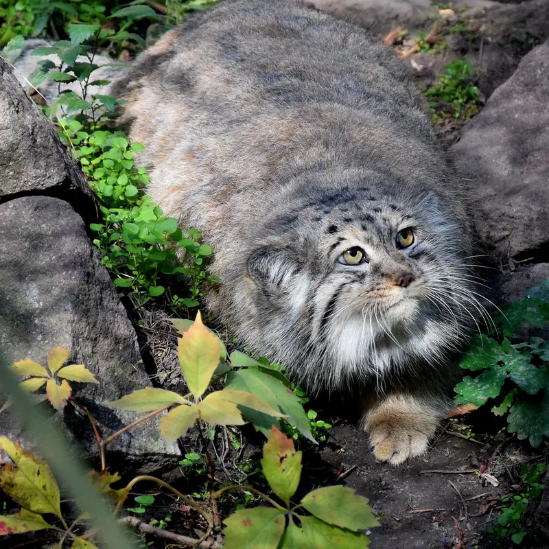 A photograph of Bohus in Budapest Zoo & Botanical Garden