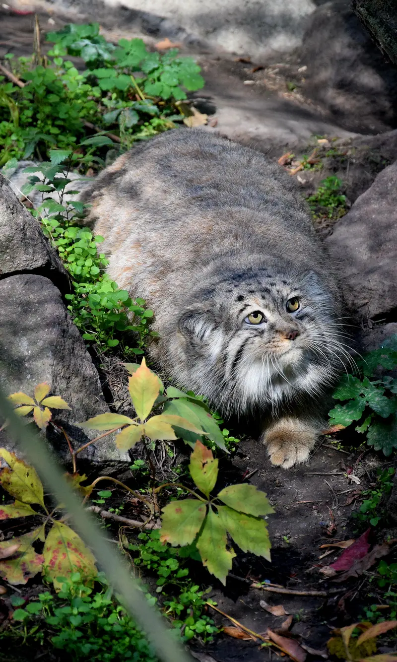 A photograph of Bohus in Budapest Zoo & Botanical Garden