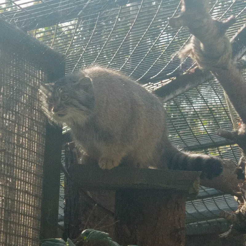 A photograph of Duchess in Edinburgh Zoo