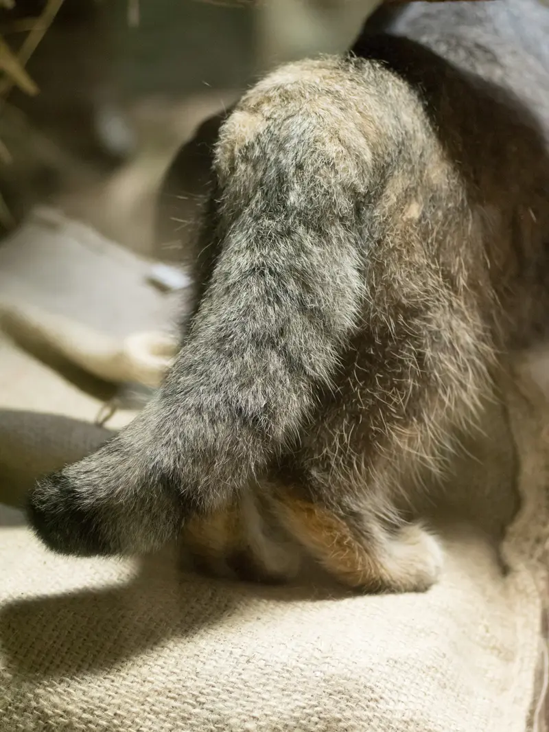 A photograph of Klyon in Ueno Zoological Gardens