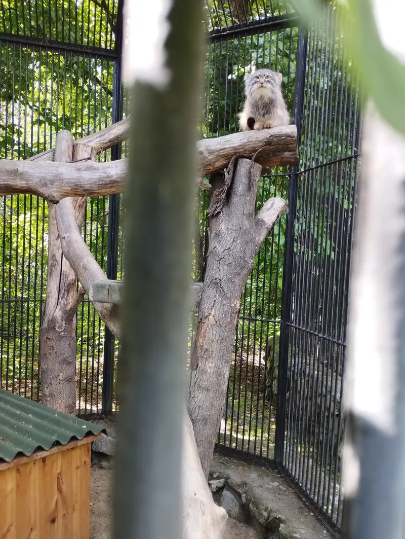 A photograph of a Pallas's cat in Novosibirsk Zoo