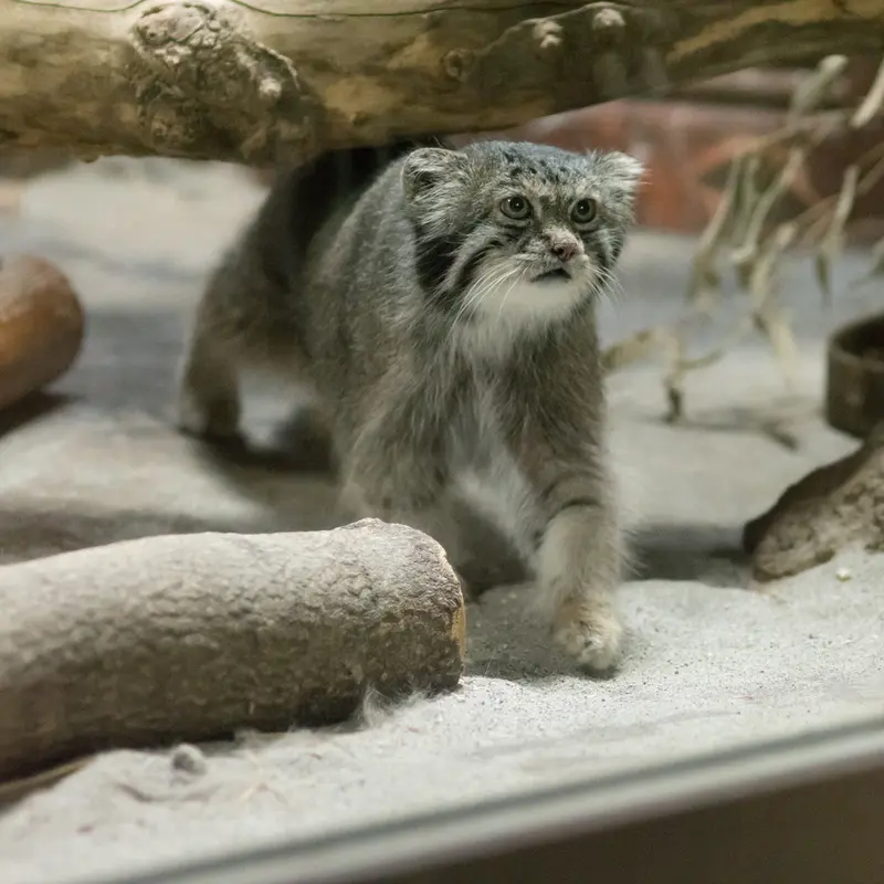 A photograph of Klyon in Ueno Zoological Gardens