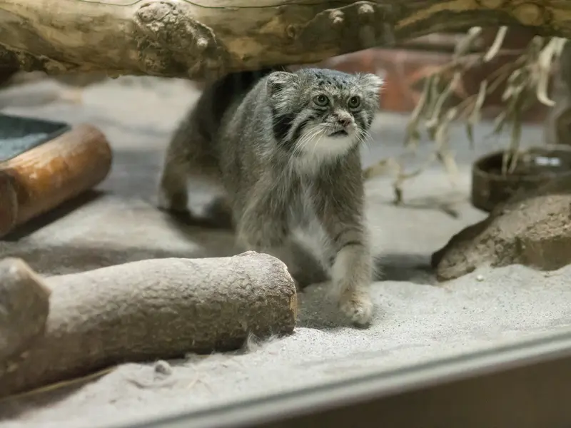 A photograph of Klyon in Ueno Zoological Gardens