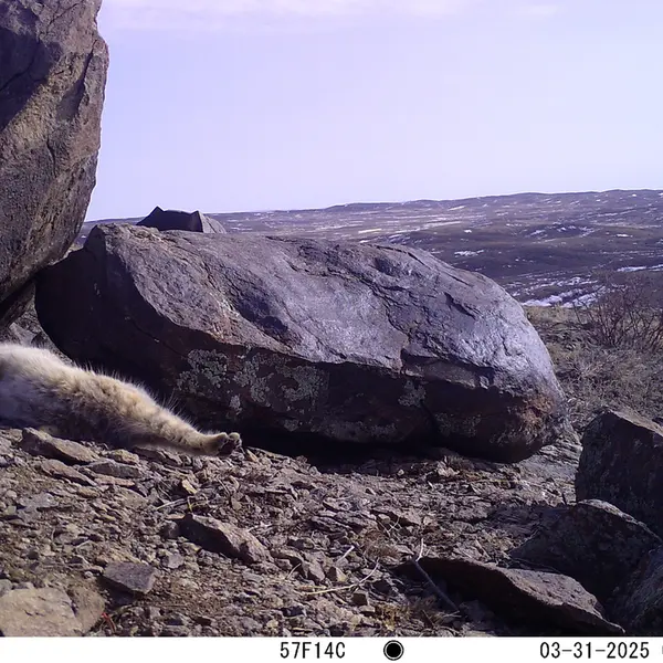 A photograph of Otocolobus manul manul from Koshkar camera trap