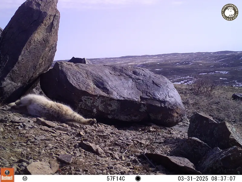 A photograph of Otocolobus manul manul from Koshkar camera trap