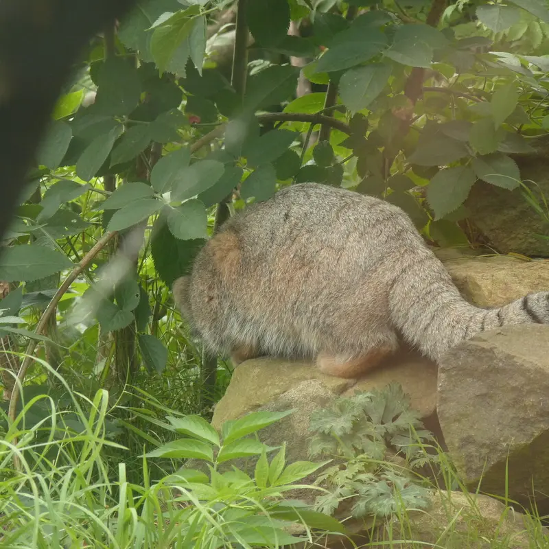 A photograph of Akiko in Edinburgh Zoo