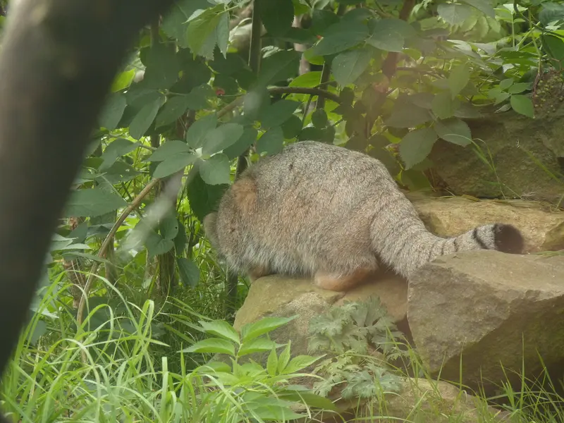 A photograph of Akiko in Edinburgh Zoo