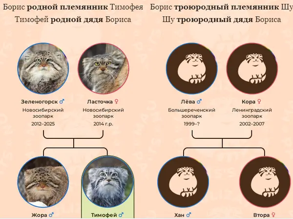 A photograph of a Pallas's cat