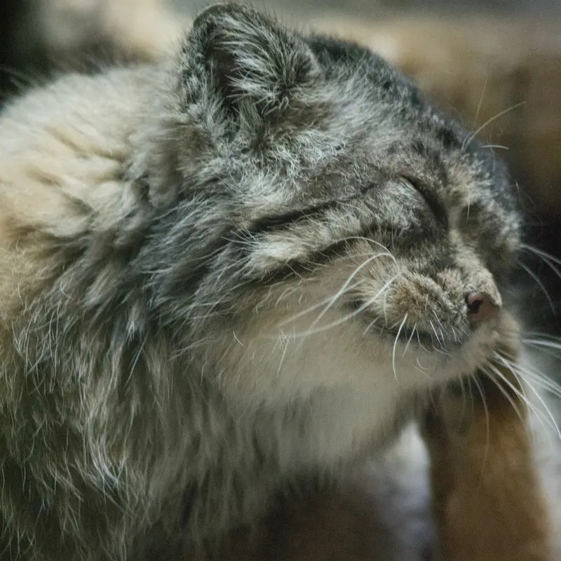 A photograph of Primula in Ueno Zoological Gardens