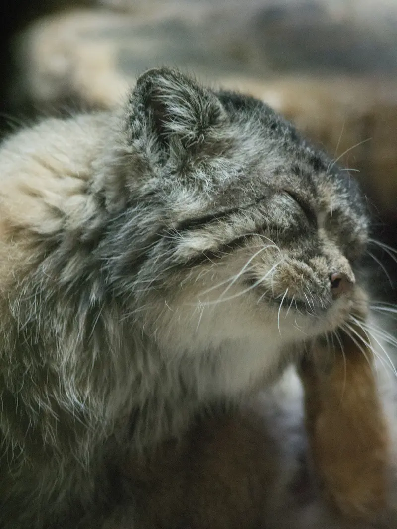 A photograph of Primula in Ueno Zoological Gardens