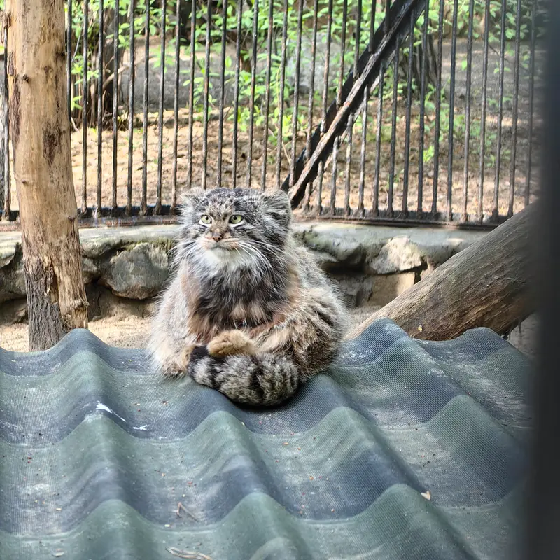 A photograph of Bandit in Novosibirsk Zoo