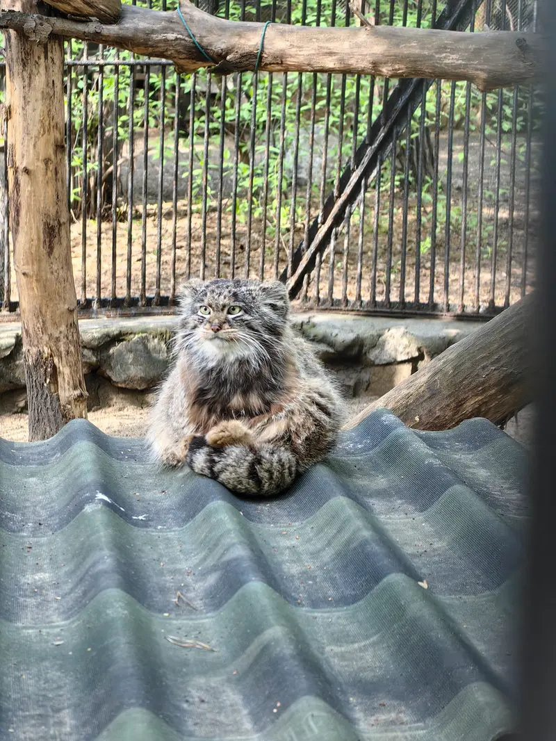 A photograph of Bandit in Novosibirsk Zoo