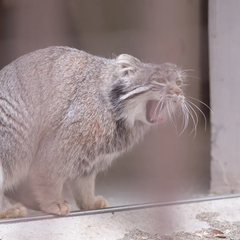 A photograph of Figa in Nogeyama Zoo