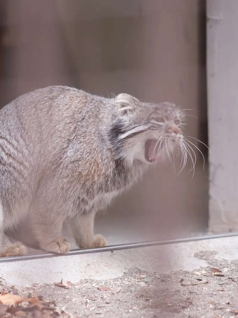 A photograph of Figa in Nogeyama Zoo