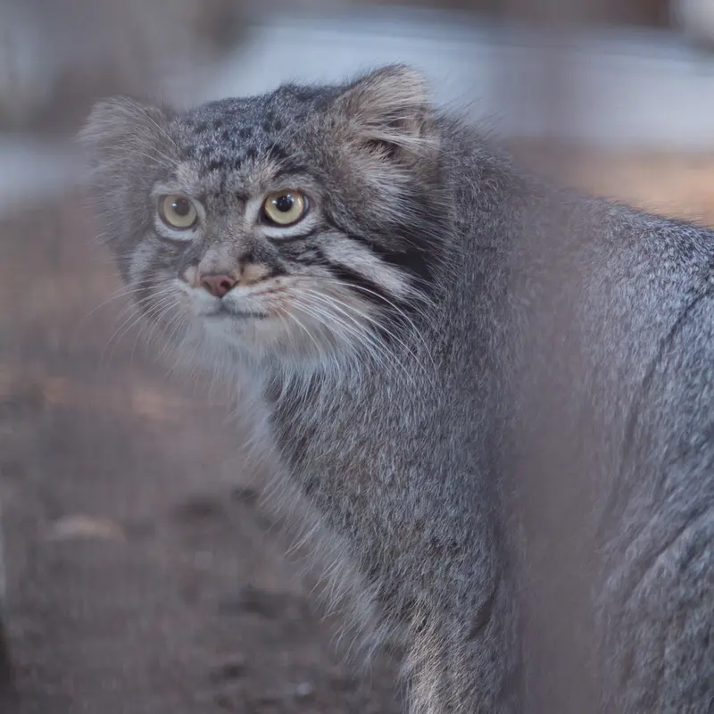 A photograph of Figa in Nogeyama Zoo