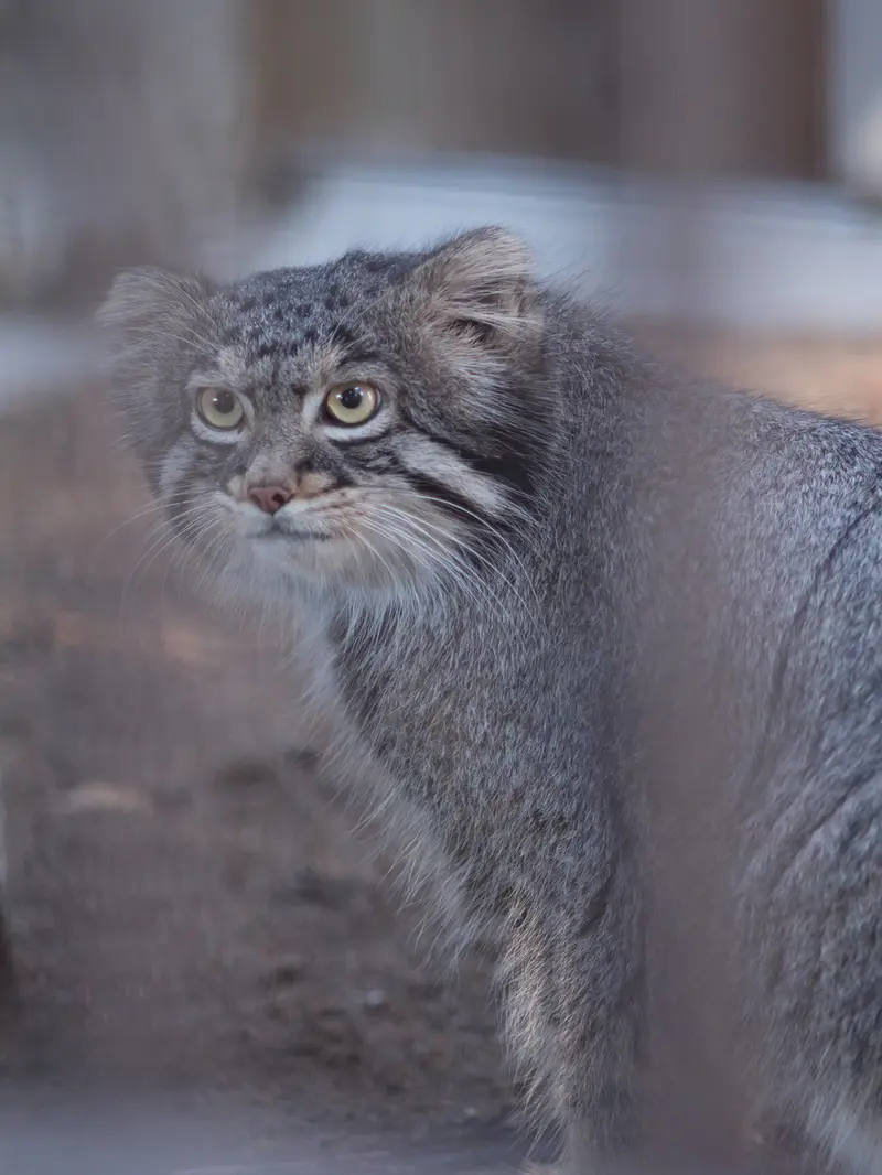 A photograph of Figa in Nogeyama Zoo