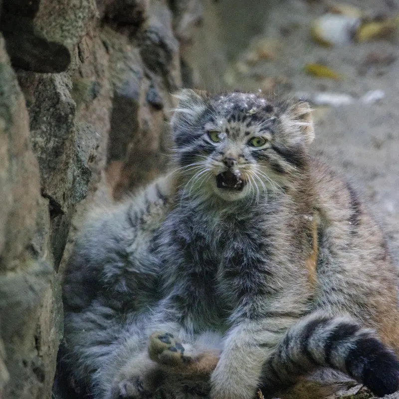 A photograph of Daughter of Lolo b.2026 Ⅰ and Son of Lolo b.2026 Ⅱ in Novosibirsk Zoo