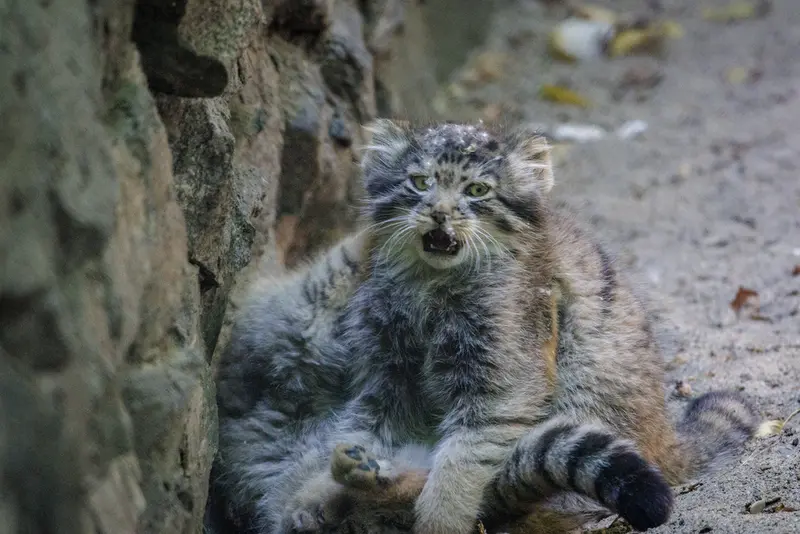 A photograph of Daughter of Lolo b.2026 Ⅰ and Son of Lolo b.2026 Ⅱ in Novosibirsk Zoo