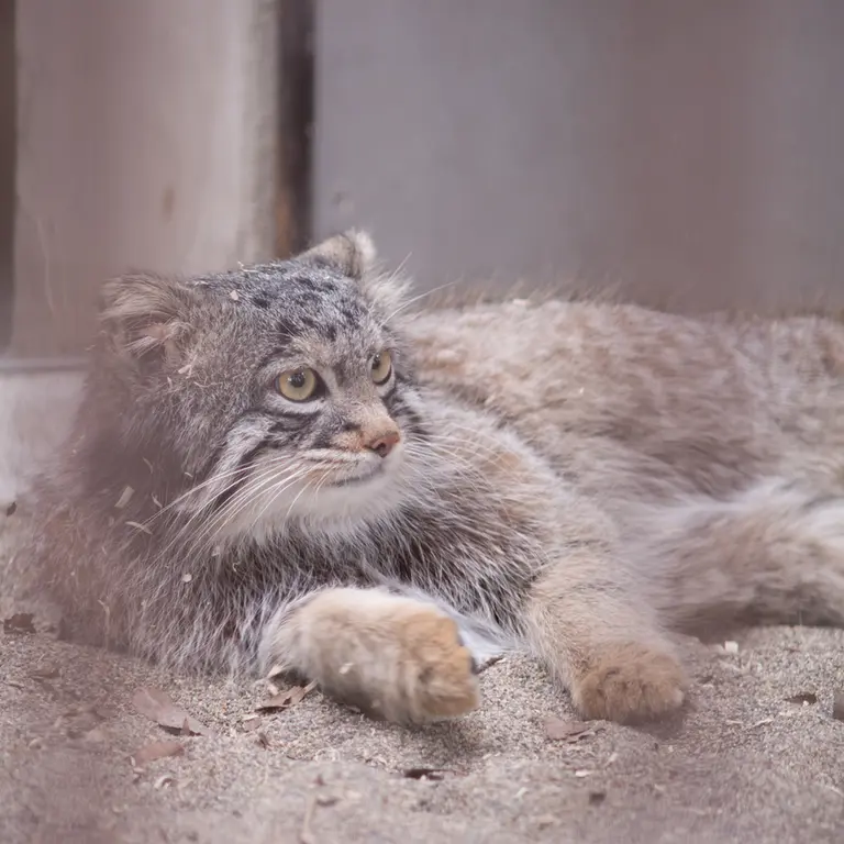 A photograph of Figa in Nogeyama Zoo
