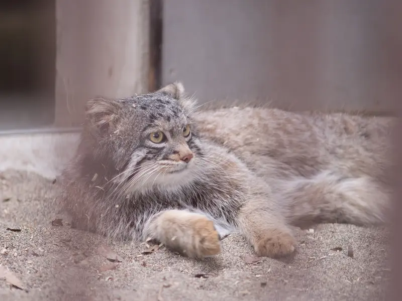 A photograph of Figa in Nogeyama Zoo