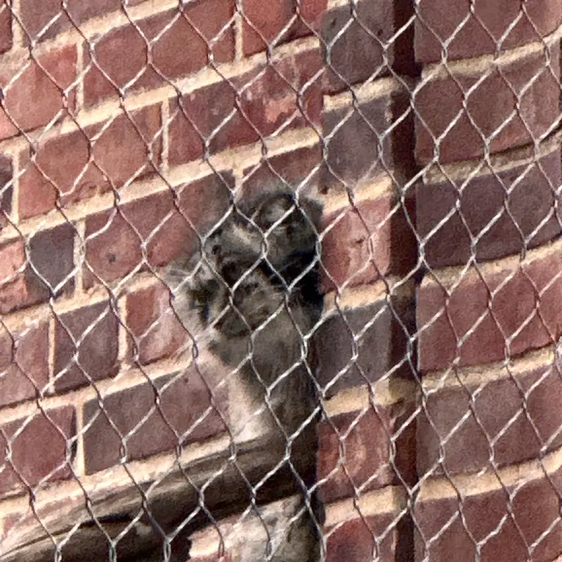 A photograph of a Pallas&#039;s cat in Prospect Park Zoo