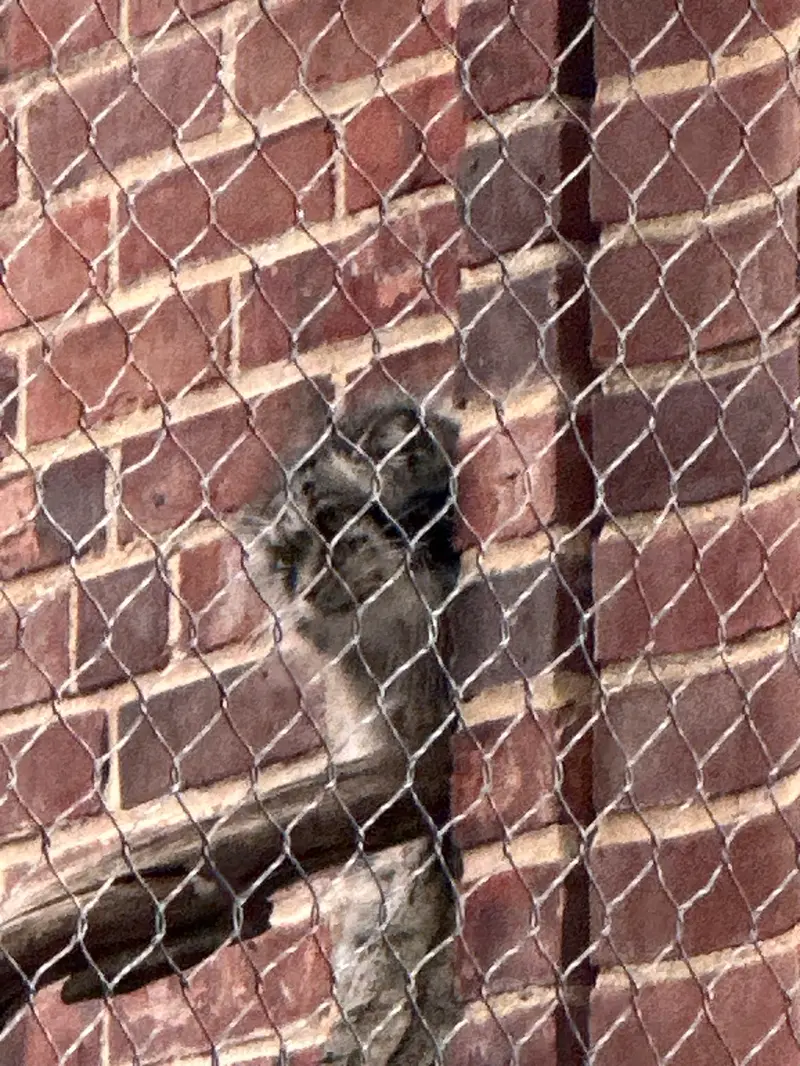 A photograph of a Pallas&#039;s cat in Prospect Park Zoo