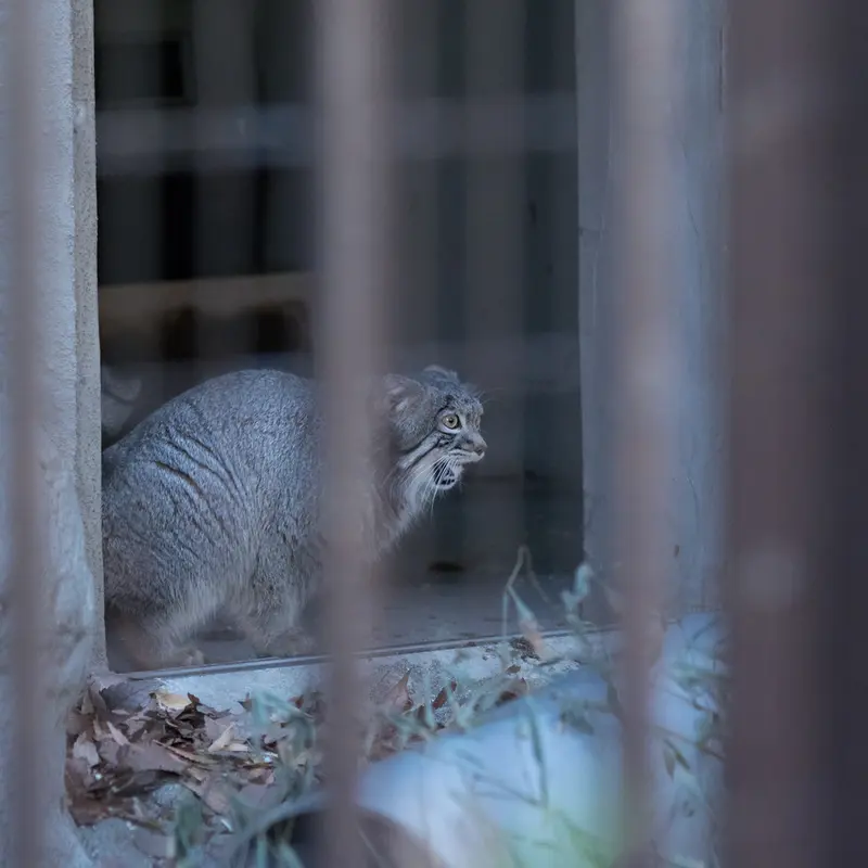 A photograph of Figa in Nogeyama Zoo