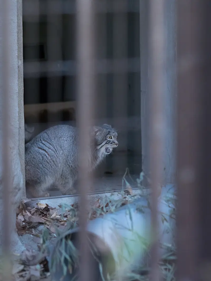 A photograph of Figa in Nogeyama Zoo