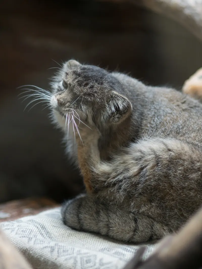 A photograph of Primula in Ueno Zoological Gardens