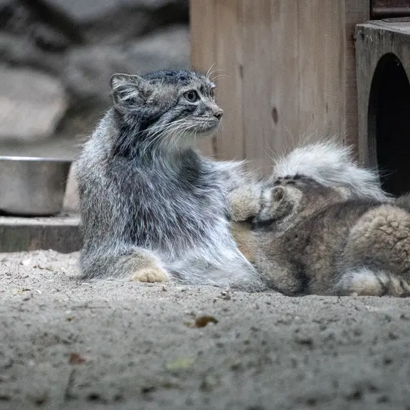 A photograph of Snezhana in Novosibirsk Zoo