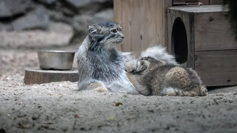 A photograph of Snezhana in Novosibirsk Zoo