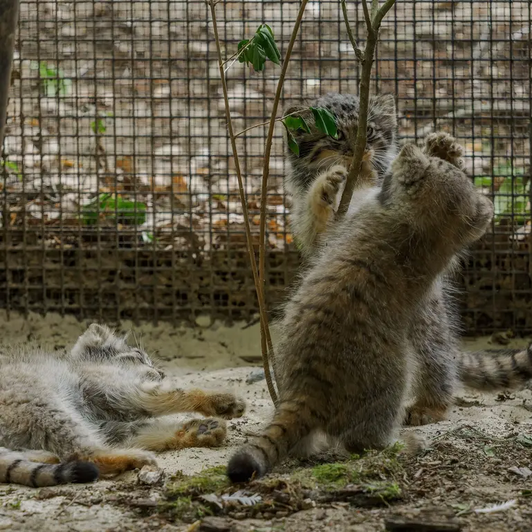 A photograph of a Pallas's cat in Brno Zoo