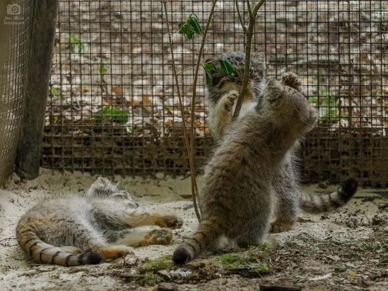 A photograph of a Pallas's cat in Brno Zoo