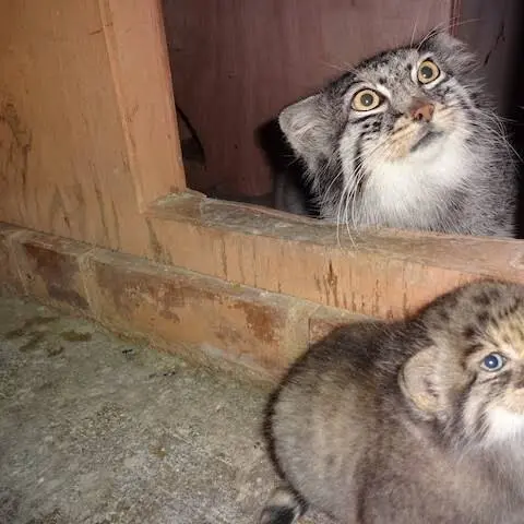 A photograph of Shar and Lotos in Saitama Children's Zoo