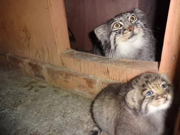 A photograph of Shar and Lotos in Saitama Children's Zoo