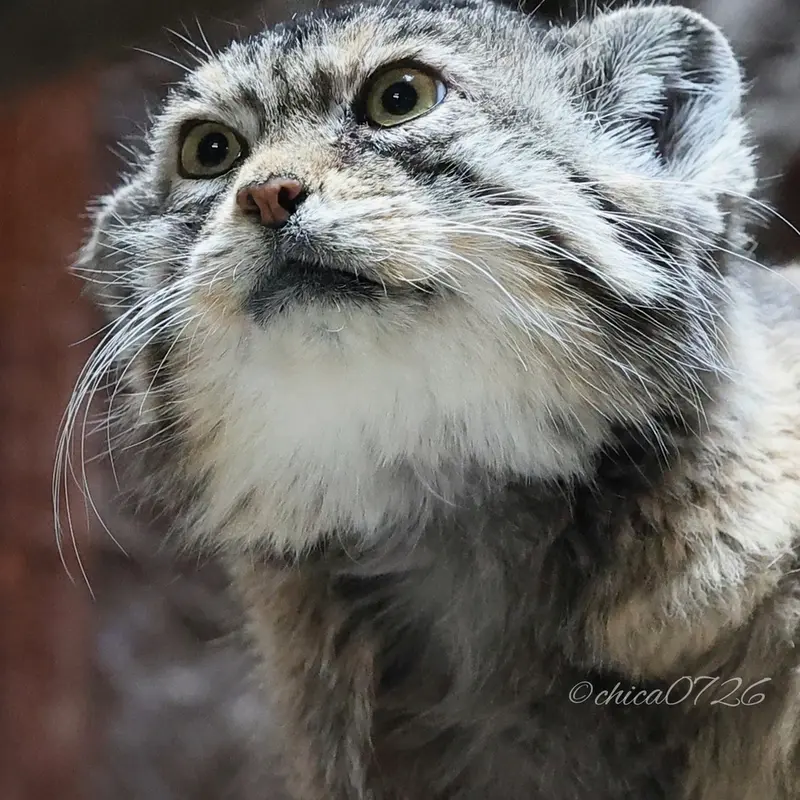A photograph of Primula in Ueno Zoological Gardens