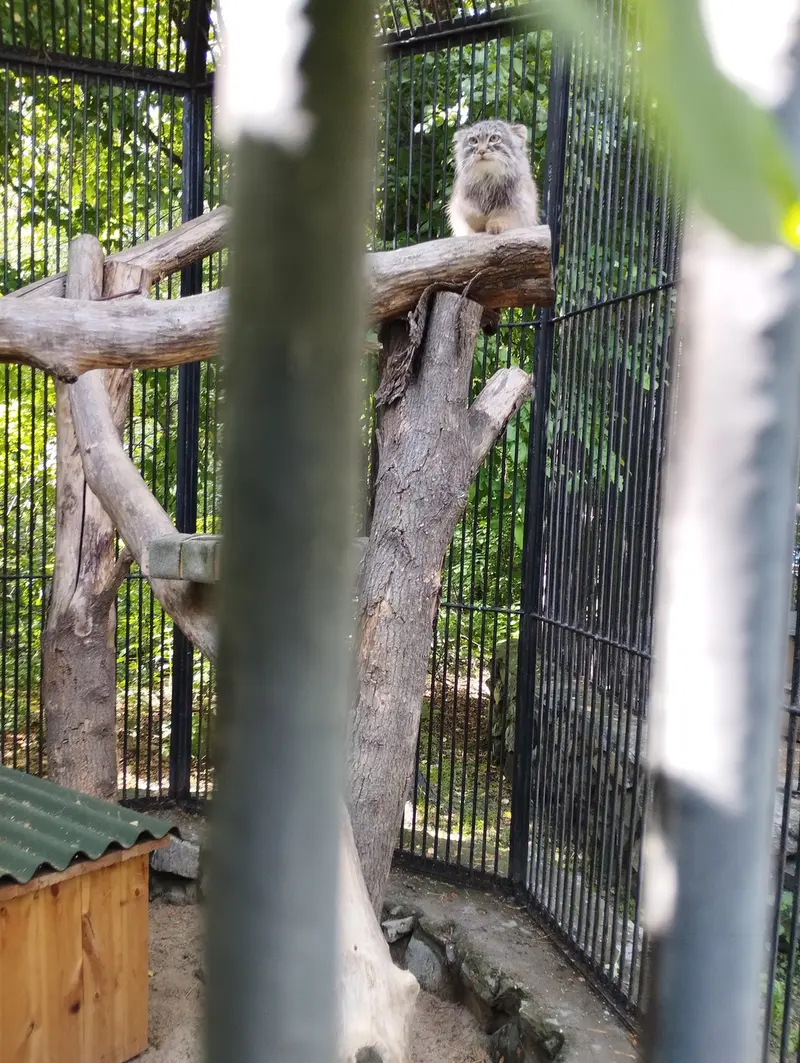 A photograph of a Pallas's cat in Novosibirsk Zoo