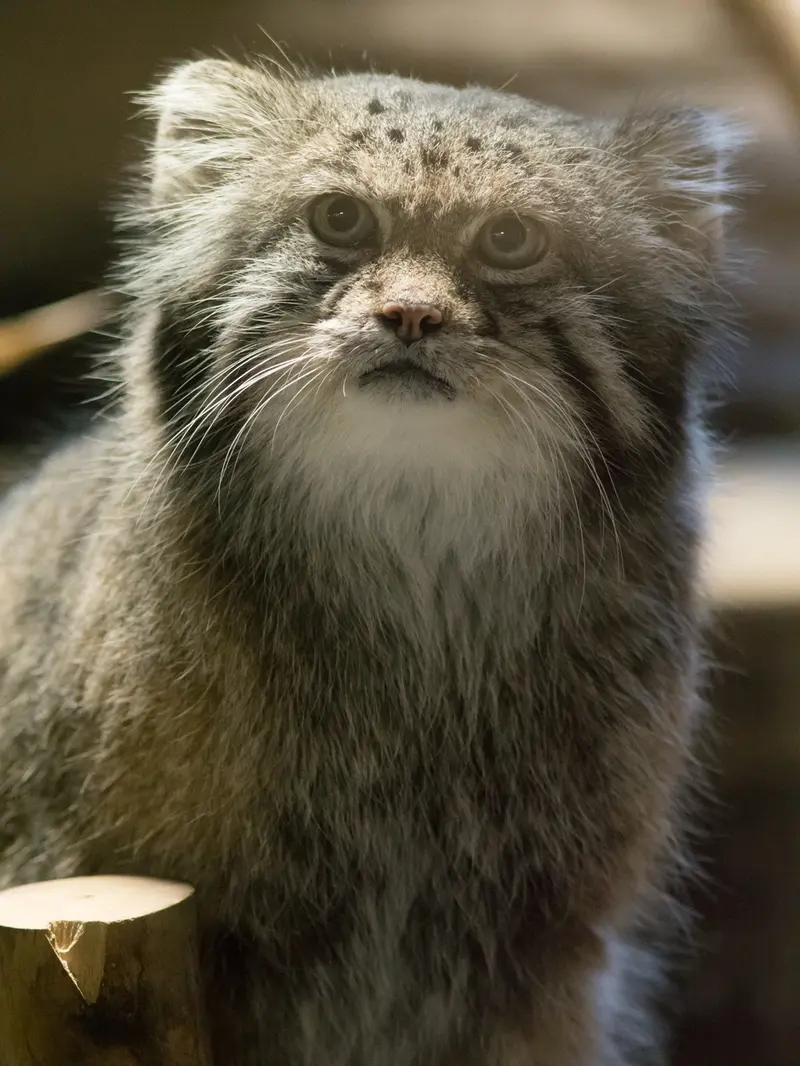 A photograph of Klyon in Ueno Zoological Gardens
