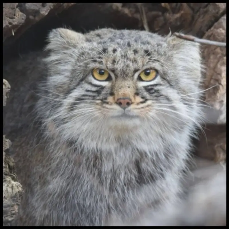 A photograph of Tate in Cheyenne Mountain Zoo
