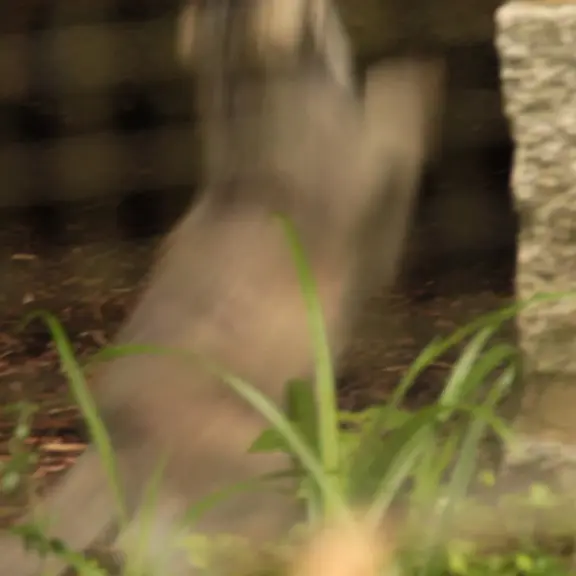 A photograph of a Pallas's cat in Chemnitz Zoo