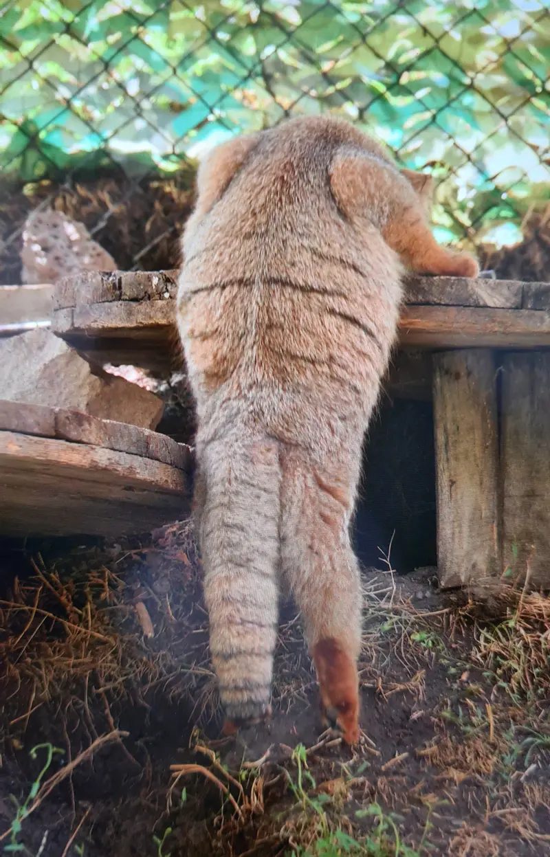 A photograph of a Pallas's cat