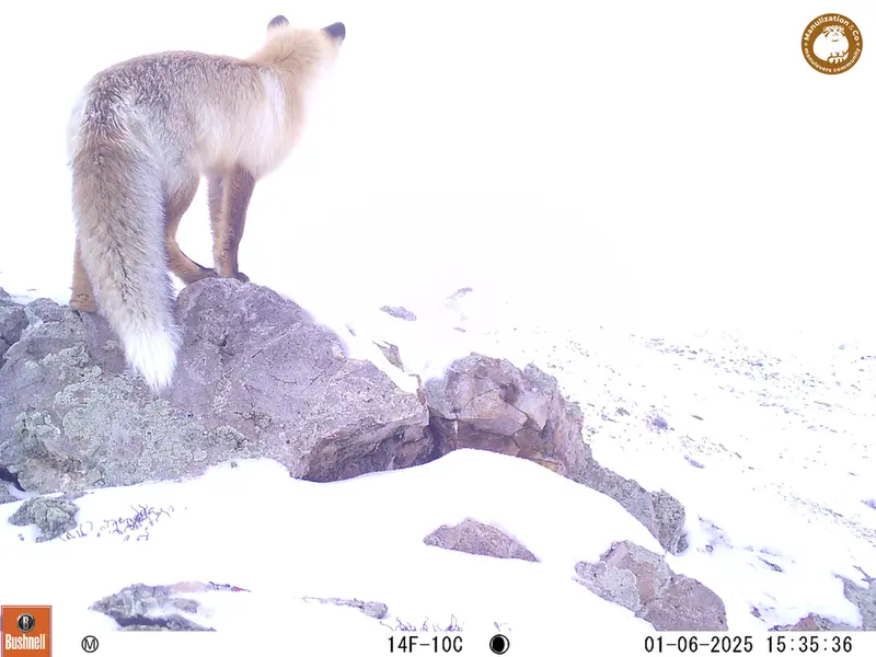 A photograph of Red fox from Besshoky 1 camera trap