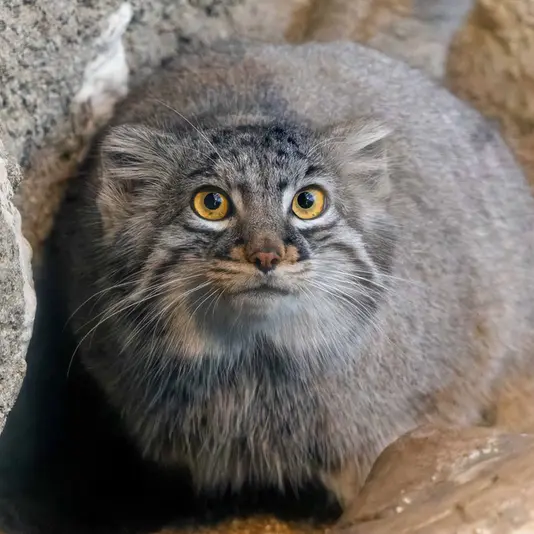 A photograph of a Pallas's cat in Kobe Animal Kingdom