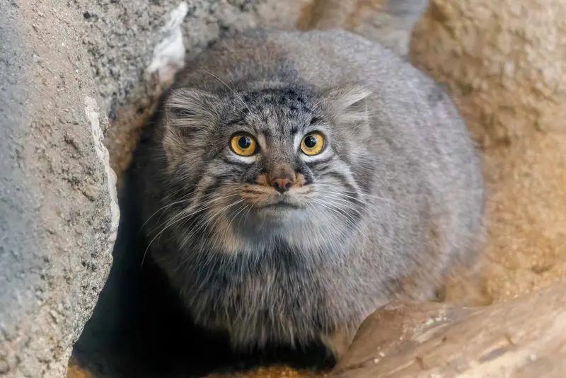 A photograph of a Pallas's cat in Kobe Animal Kingdom