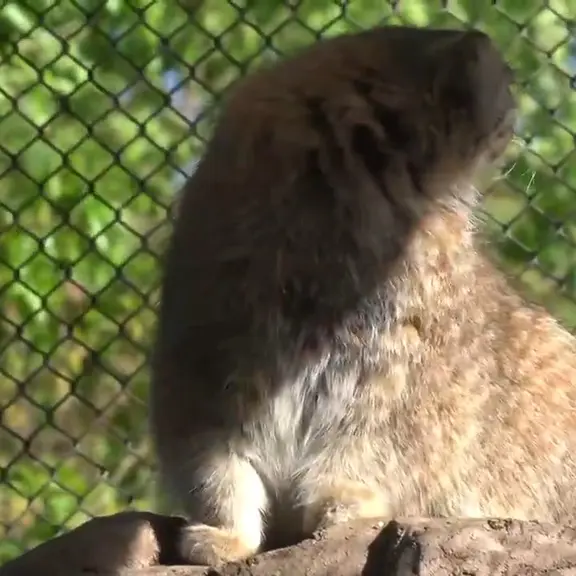 A photograph of a Pallas's cat in Saitama Children's Zoo