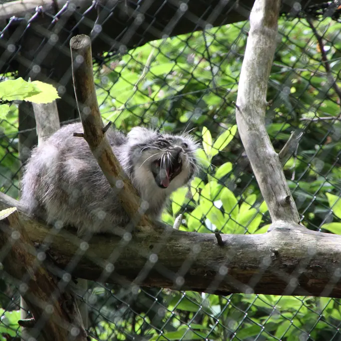 A photograph of Batu in Opel Zoo