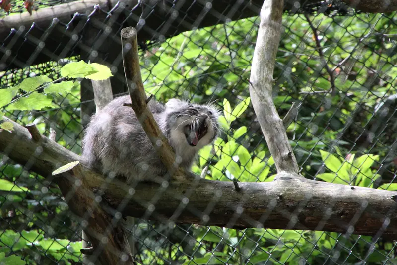 A photograph of Batu in Opel Zoo